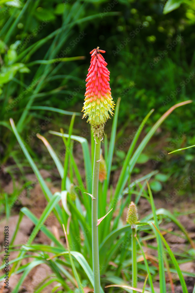 Kniphofia uvaria also known as tritomea, torch lily, or red hot poker flower in garden Kniphofia uvaria also known as tritomea, torch lily, or red hot poker flower in garden