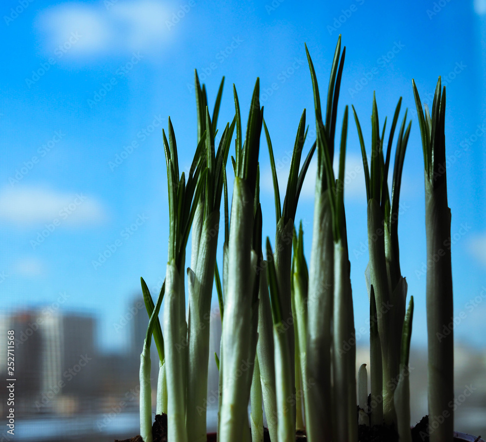 Obraz premium sprouts of Crocus flowers against the blue sky