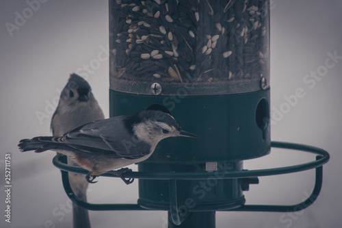 two birds at a feader photo