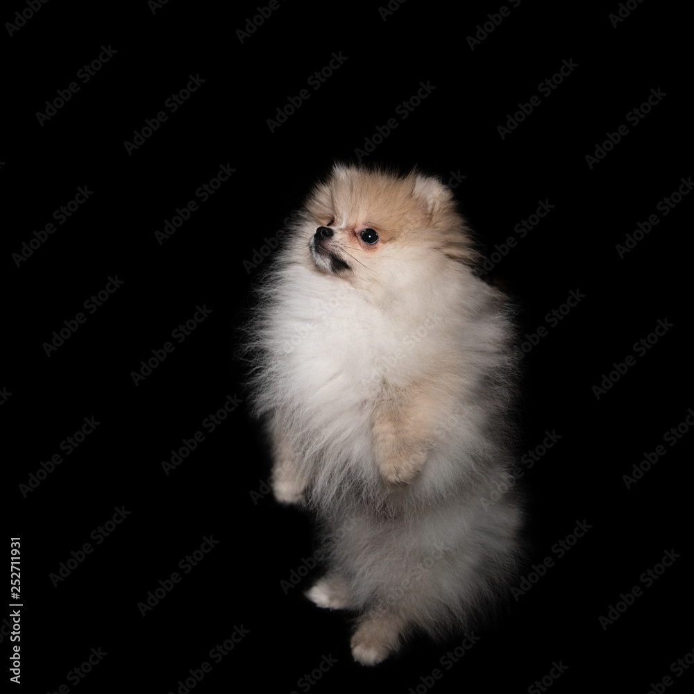 Standing pomeranian spitz isolated on a black background