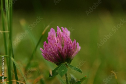 The red clover (blooming flower) on meadow (green background) in summer