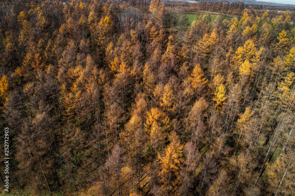 Fototapeta premium 秋の北海道