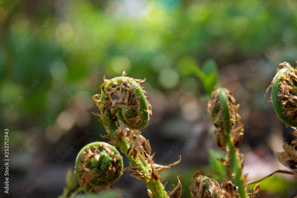 Growing fern in early morning sun. Growing fern in early morning sun.
