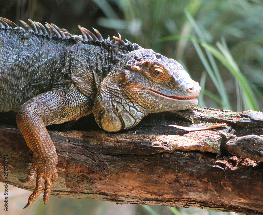Fototapeta premium Iguana relaxing in the sun. Iguazu Falls, Brazil.