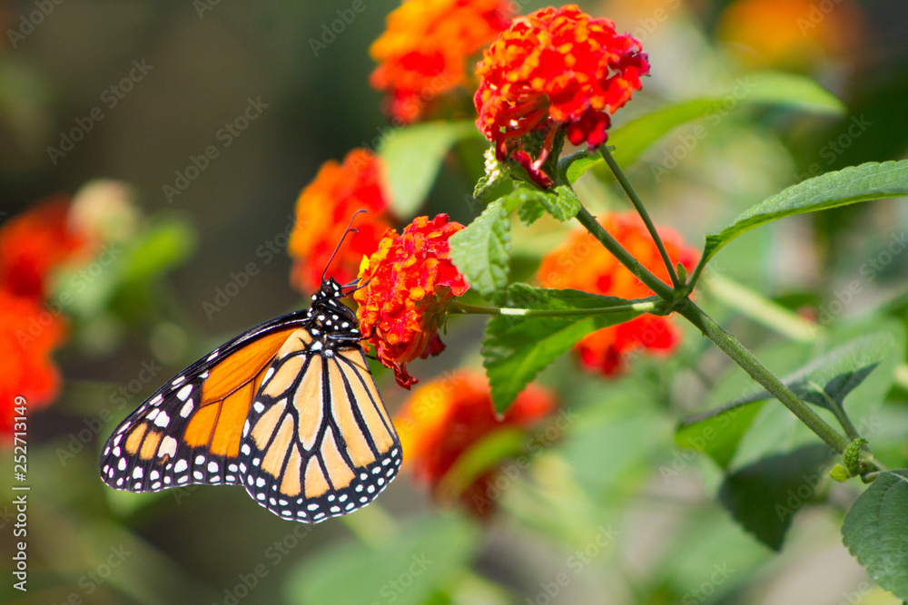 Obraz premium Viceroy butterfly on orange flower