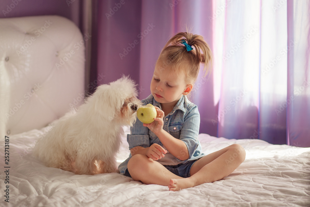happy cute girl 3-4 years old feeds her white dog an Apple happy cute girl 3-4 years old feeds her white dog an Apple