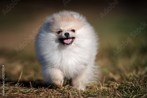 Pomeranian puppy running in grass field © Vaceslav Romanov