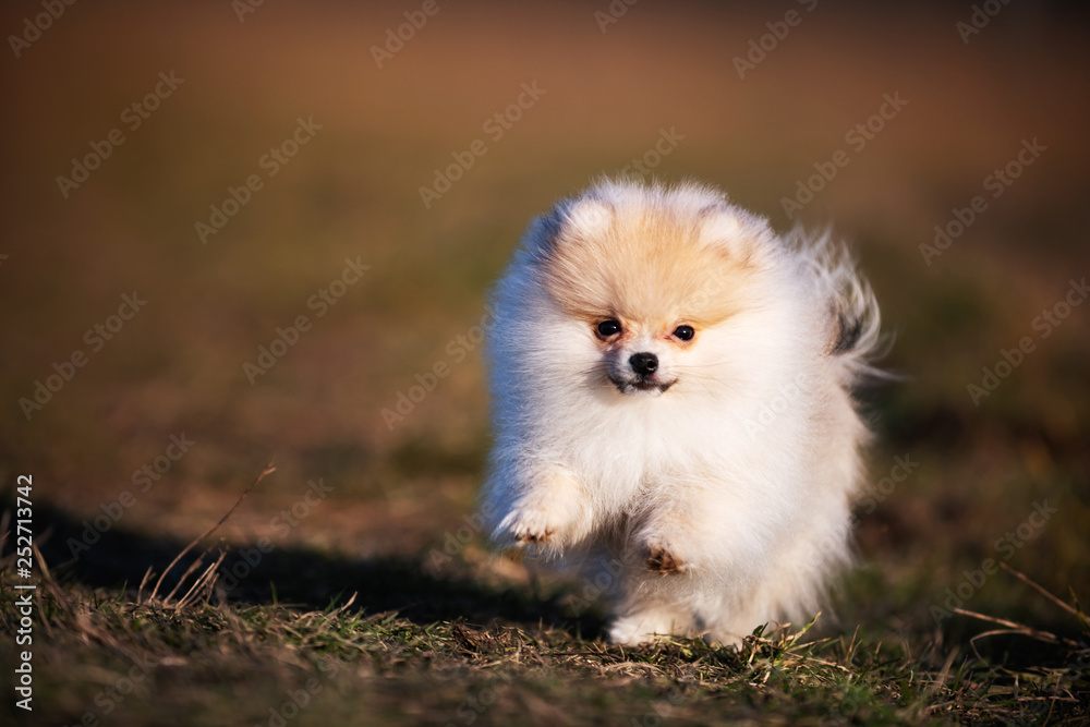 Pomeranian puppy running in grass field Pomeranian puppy running in grass field