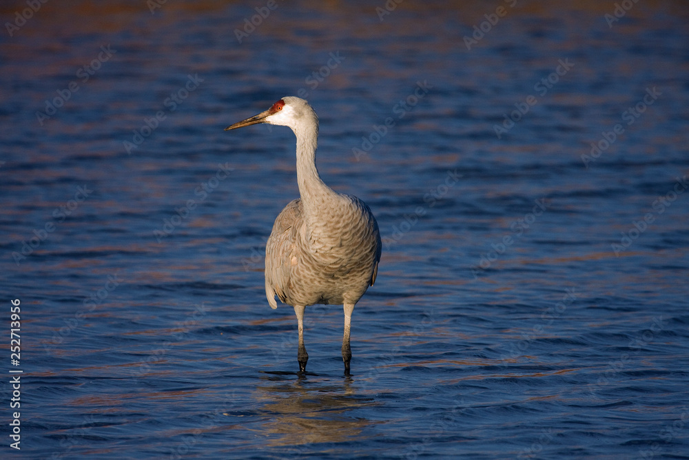 Sandhill Crane at the Bosque Del Apache National Wildlife Refuge Sandhill Crane at the Bosque Del Apache National Wildlife Refuge