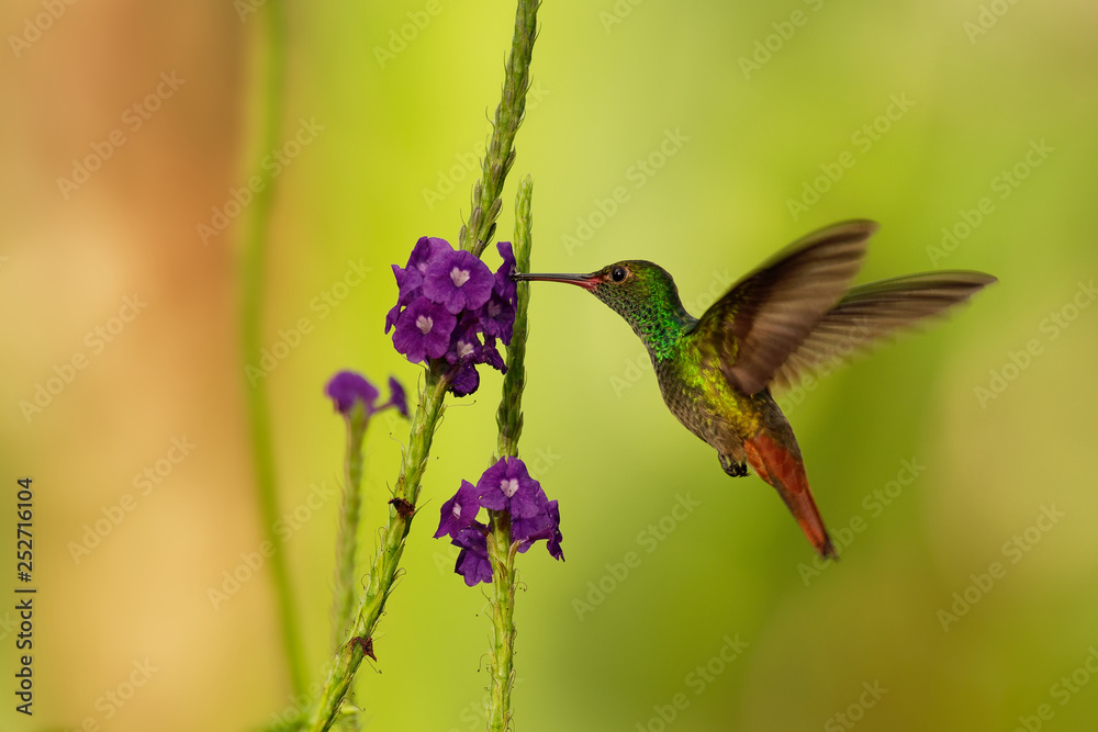 Fototapeta premium Rufous-tailed Hummingbird - Amazilia tzacatl medium-sized hummingbird on colorful background