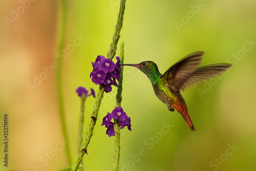 Rufous-tailed Hummingbird - Amazilia tzacatl medium-sized hummingbird on colorful background