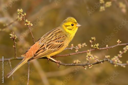 Yellowhammer - Emberiza citrinella passerine bird in the bunting family that is native to Eurasia and has been introduced to New Zealand and Australia