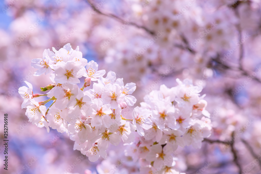 桜