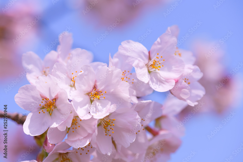 桜