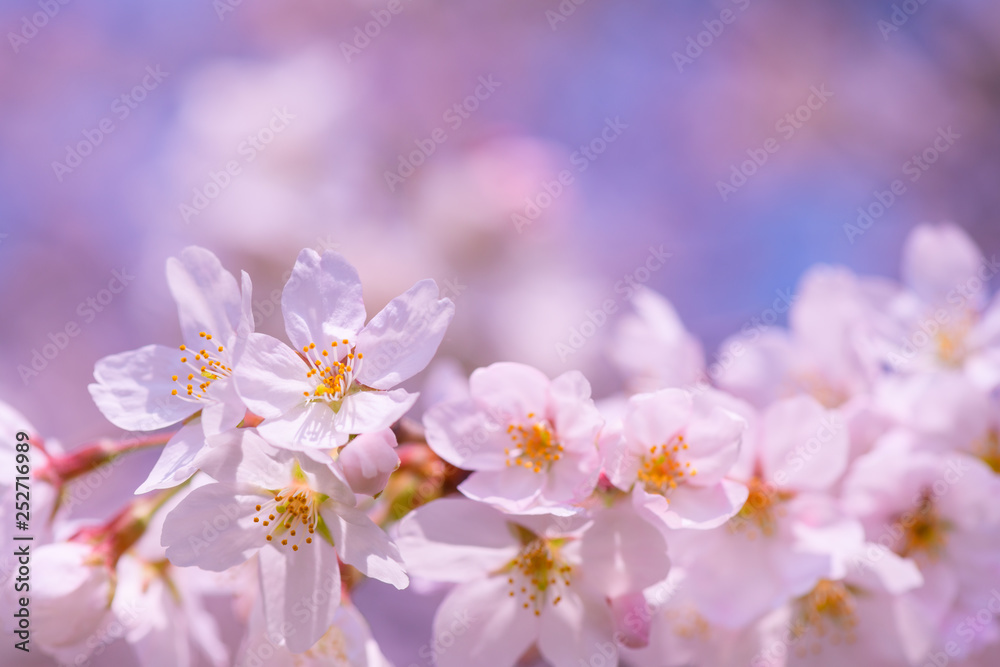 桜