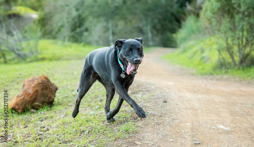 Black dog with tongue out trots along dirt road through green landscape