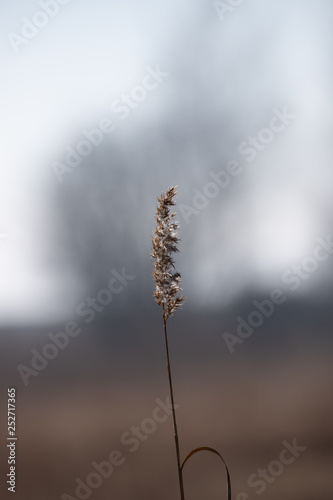 grass on a black background