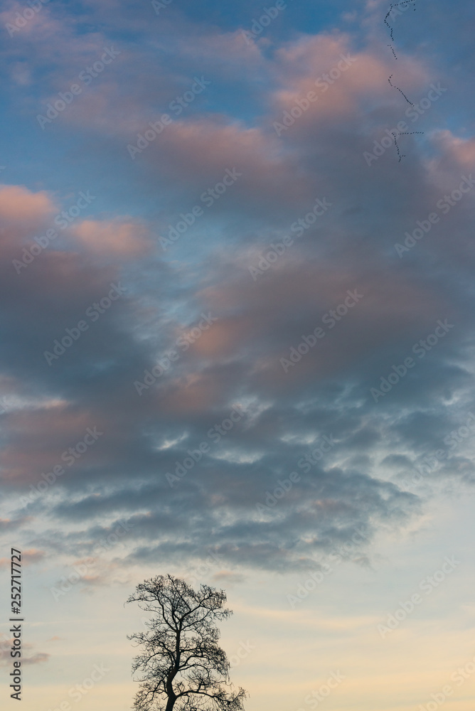 silhouettes of trees in winter with sky and clouds silhouettes of trees in winter with sky and clouds
