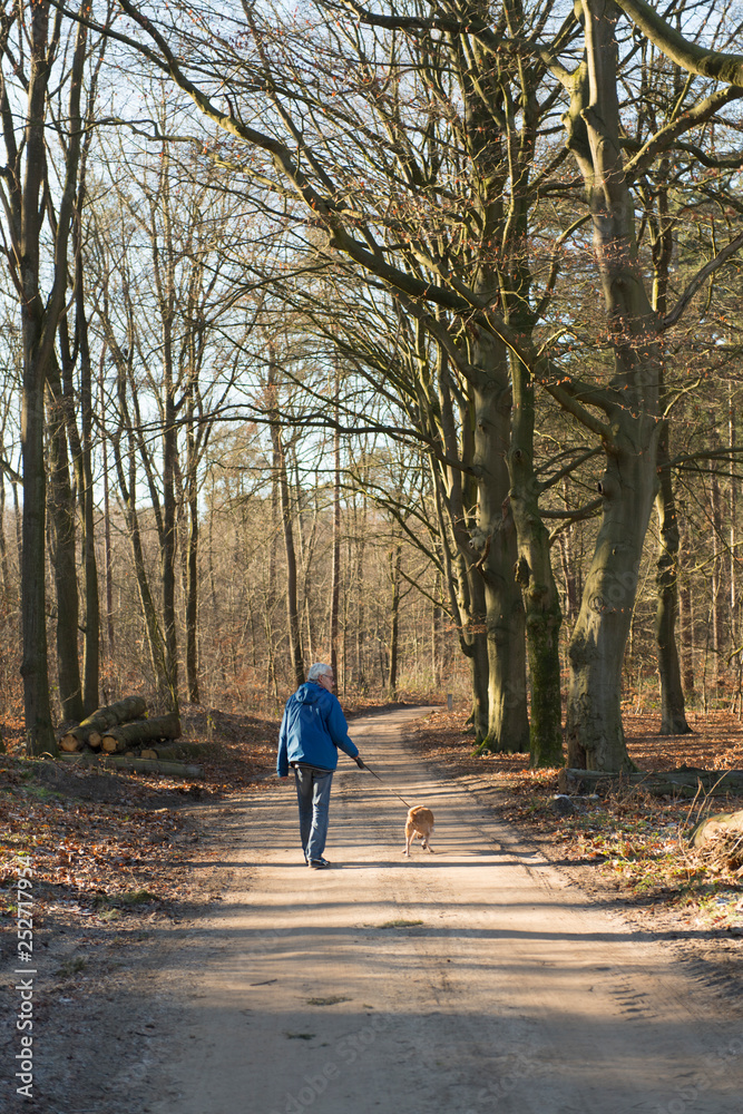 Fototapeta premium Senior man walking dog in forest