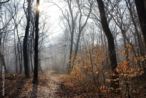 Foggy park with pathway and sun photo