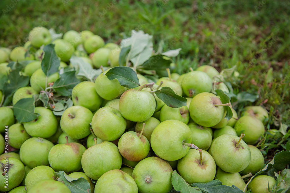 A cluster of green apples on the grass in the garden. A cluster of green apples on the grass in the garden.