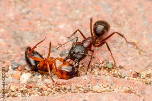 Beautiful Strong jaws of red ant close-up © blackdiamond67