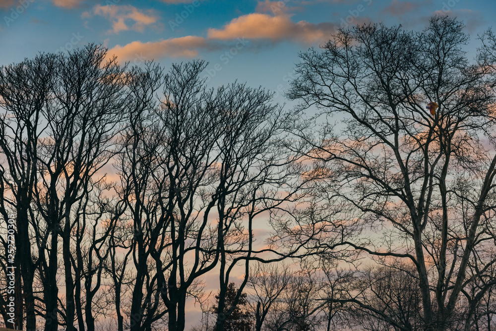 silhouettes of trees in winter with sky and clouds silhouettes of trees in winter with sky and clouds