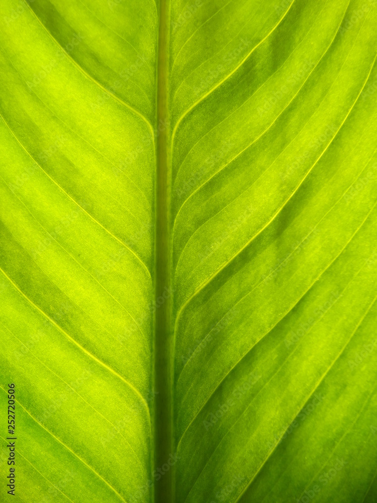 Macro View of a Fresh Green Leaf with a Background Light Macro View of a Fresh Green Leaf with a Background Light