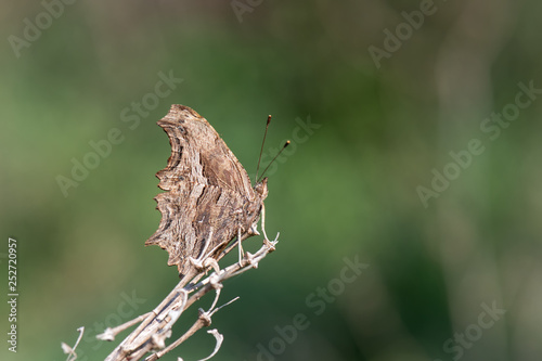 Nymphalidae / Anadolu Yırtıkpırtığı / Southern Comma / Polygonia egea photo