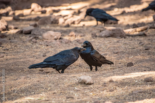 Εκτύπωση καμβά Two ravens displaying social preening behavior.