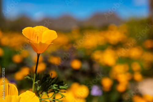 Singled Out Poppy Field