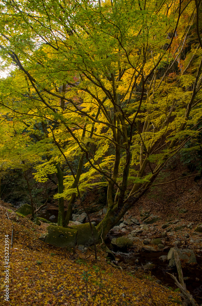 明治の森国定公園・黄葉の風景