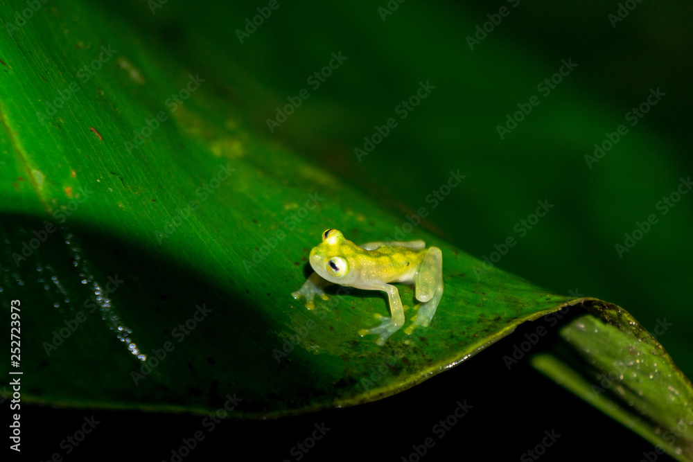 Reticulated Glass Frog in the Wild Rain Forest, Puntarenas, Costa Rica Reticulated Glass Frog in the Wild Rain Forest, Puntarenas, Costa Rica