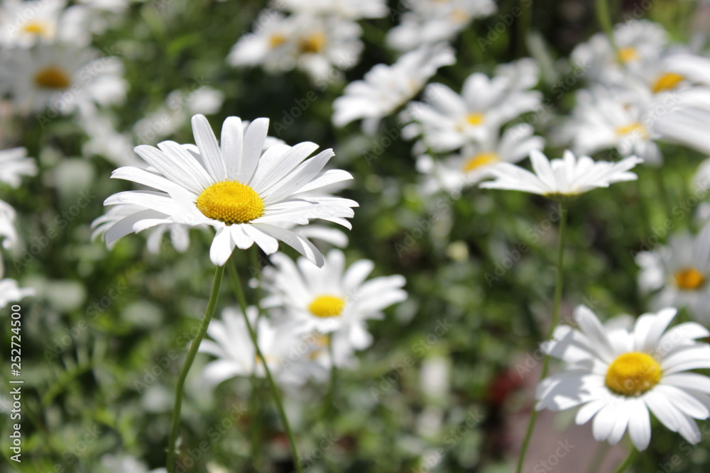 Large blooming daisies in the green grass Large blooming daisies in the green grass