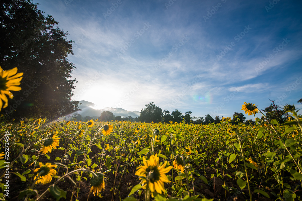Obraz premium Plantação de girassol em Inle Lake, Myanmar