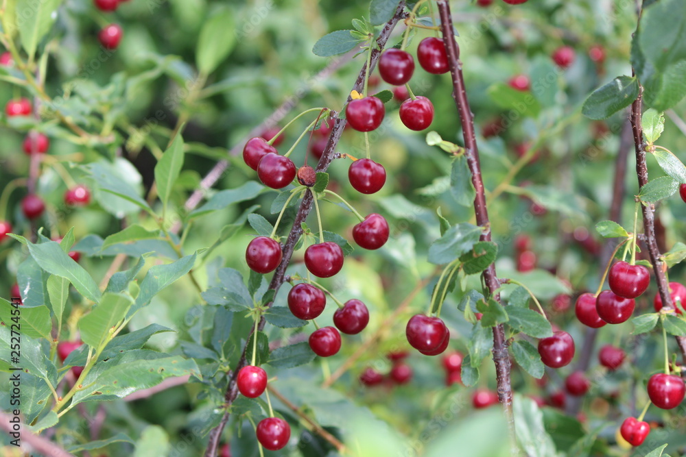 cherry tree with  ripe fruit on the branch
