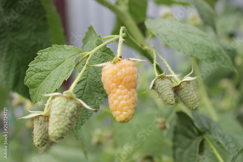 yellow raspberry on the branch © September