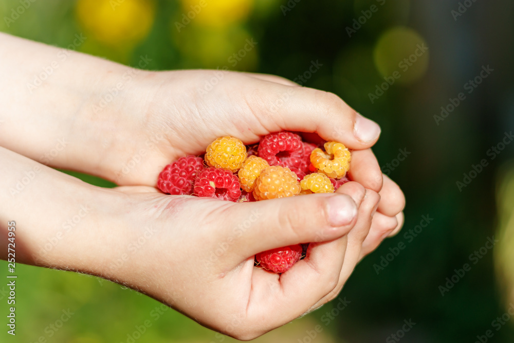 Yellow and red raspberry berries in the hands of a child. Summer sun shines on hands and berries Yellow and red raspberry berries in the hands of a child. Summer sun shines on hands and berries