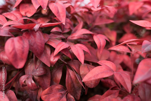 The foliage of red leaves
