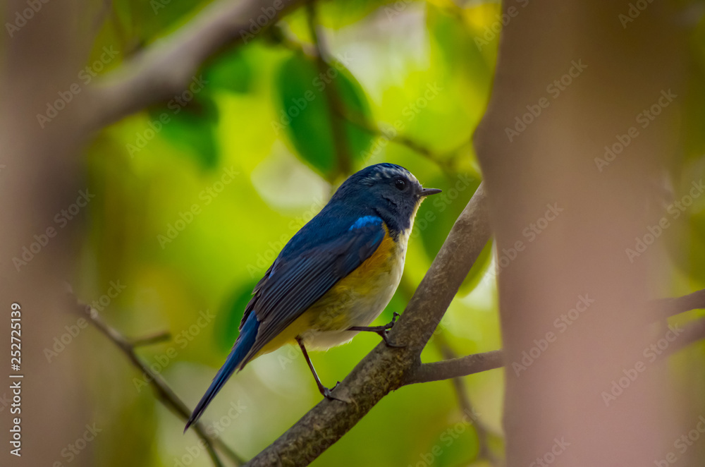 Fototapeta premium 青い鳥・ルリビタキ
