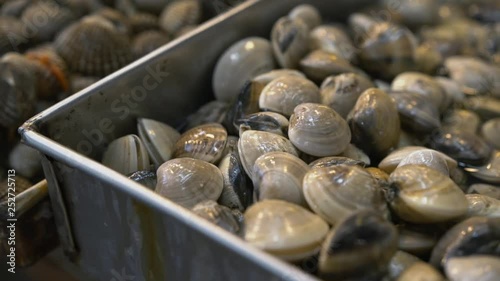 Seashells cockles closeup. Delishious seafood fresh products. Healthy food. Fish market.