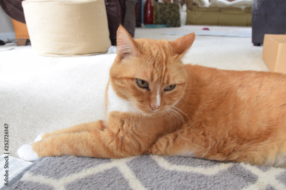 American short-hair kitty cat American short-hair kitty cat