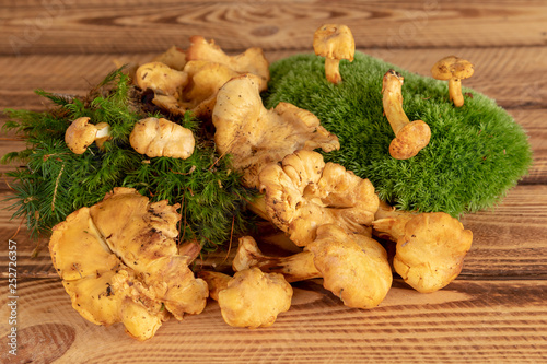 freshly cut chanterelles mushrooms on rustic wooden background