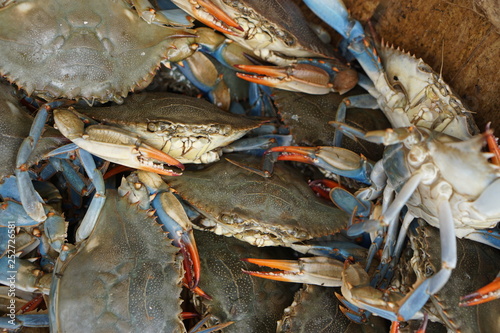 Crab