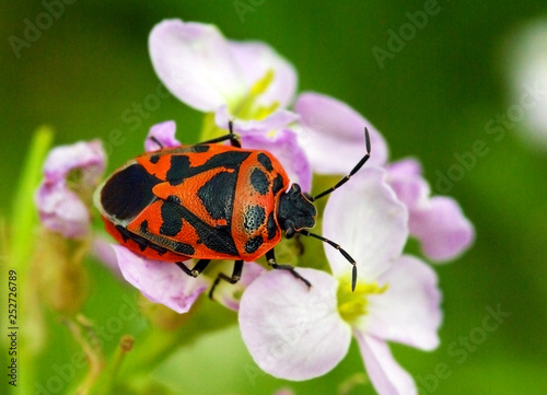 Eurydema ornatum, a colorful European shield bug on searocket (Cakile) flowers photo