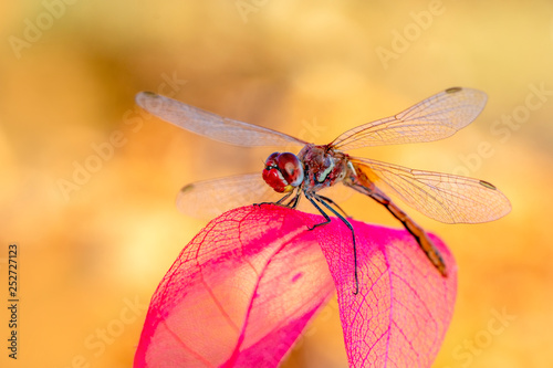Macro shots, Beautiful nature scene dragonfly. 
