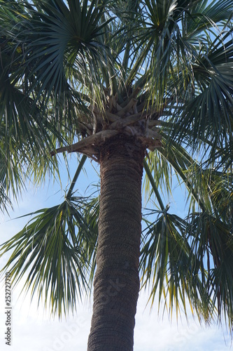 Palmetto