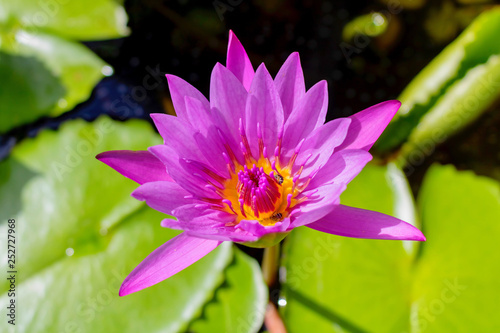 Purple lotus flower with its green leaves background