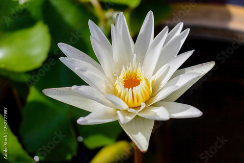 White lotus flower with yellow pollen at center