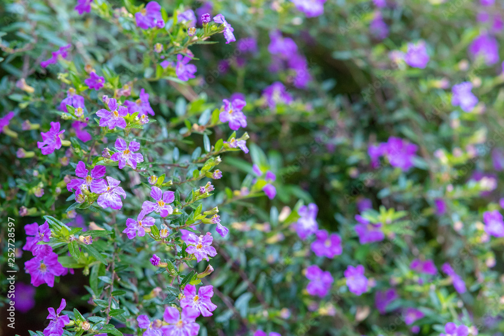 Obraz premium Soft focus background of purple heather flowers and green foliage in sunlit garden ~SUNLIT GARDEN~